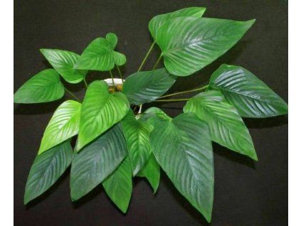 Anubias gigantea XXL