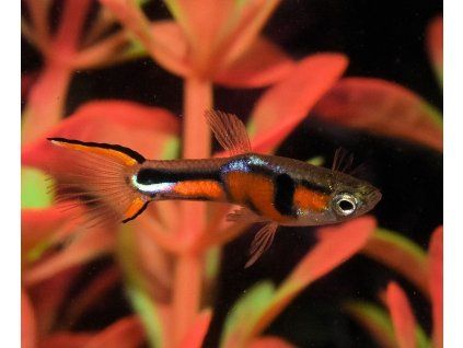 Poecilia wingei endler