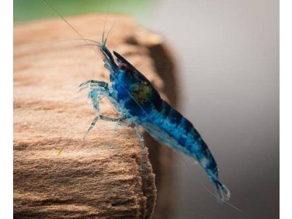 Neocaridina davidi - Blue Velvet