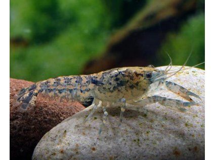 Cambarellus diminutus - mini ráčik
