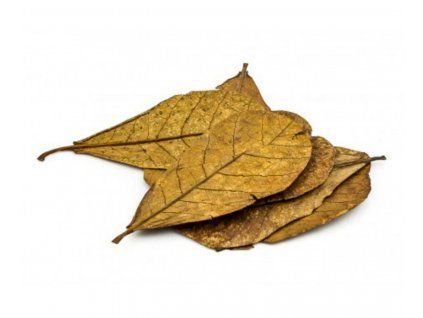 Mandľovník morský - listy 10 ks 15-20cm  (Catappa Indian Almond - leaves)