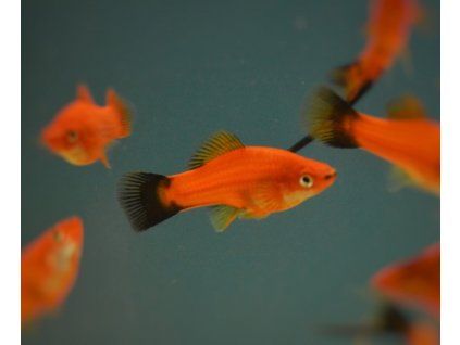 Xiphophorus hellerii WG