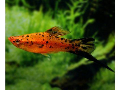 Xiphophorus hellerii Berlín