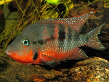 Thorichthys meeki