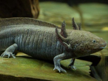 (Mimozenštan v akváriu) axolotl mexický - green (XL)