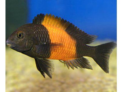 bemba orange