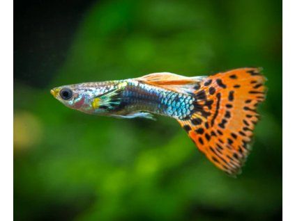 poecilia reticulata red mosaic dumbo