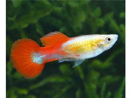 red zafír