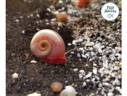 Planorbarius sp. - kotúľka ružová (10ks)