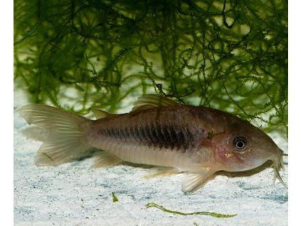 Corydoras aeneus toprybicky