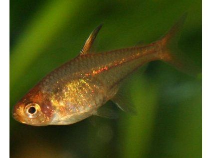 Hyphessobrycon amandae tetra ohnivá