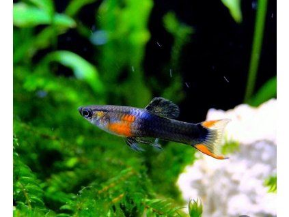 Poecilia wingei black flame