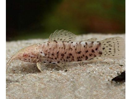 sumček trinidadsky mechalechis thoracata albino