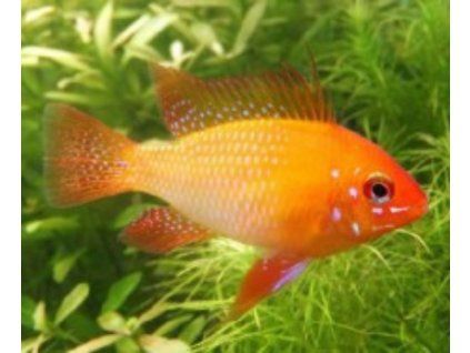 Ramirezi gold
