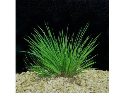Acorus pusillus