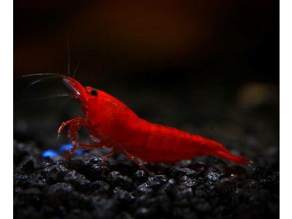 Neocaridina davidi Bloody mary
