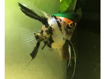 Pterophyllum scalare (Skalár) Red Devil