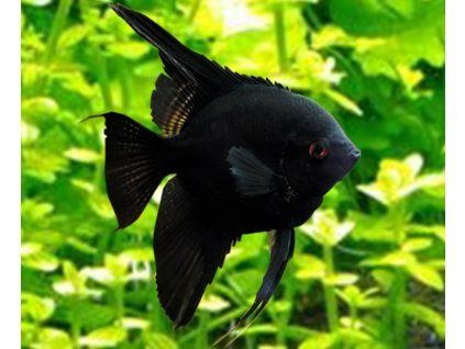 Pterophyllum scalare (Skalár) toprybicky