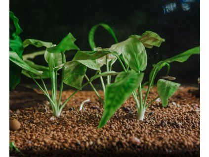 Cryptocoryne pontederiifolia