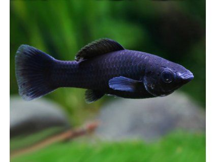 Poecilia sphenops-Black molly - Živorodka ostropyská