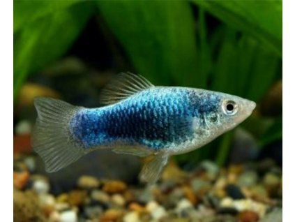 Xiphophorus maculatus (plata škvrnitá) - Blue tuxedo