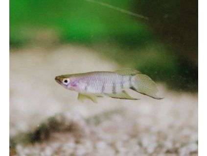 Epiplatys dageti Šťukovec priečnopruhý (Kaprozúbka Dagetova)