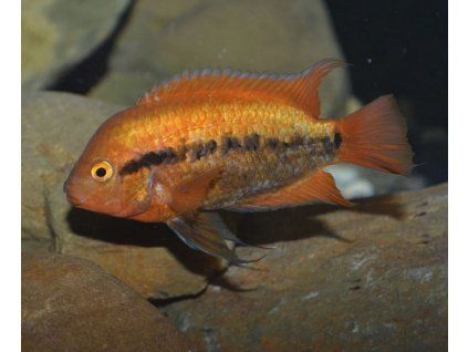 Herotilapia multispinosa orange 6+ cm