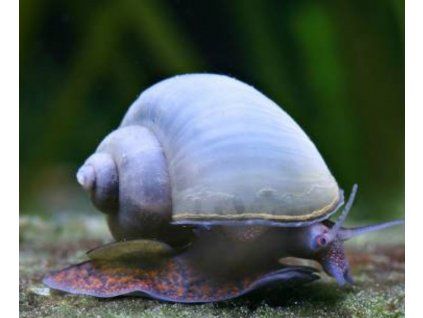 Ampullaria australis - Blue