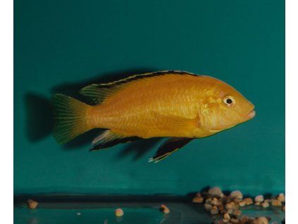 Labidochromis yellow - Papuľovec čiernoplutvý 3-4 cm
