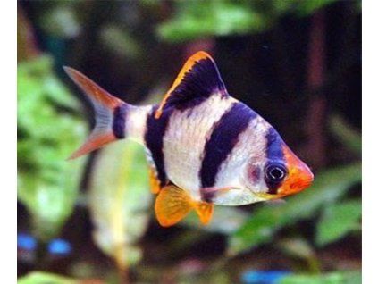 Puntius tetrazona - Mrenka štvorpruhá (sumatranka) - sladkovodný nemo