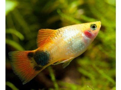 Xiphophorus maculatus „Mickey Mouse“ - Plata Mickey Mouse