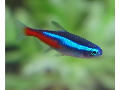 Paracheirodon innesi - tetra neonová