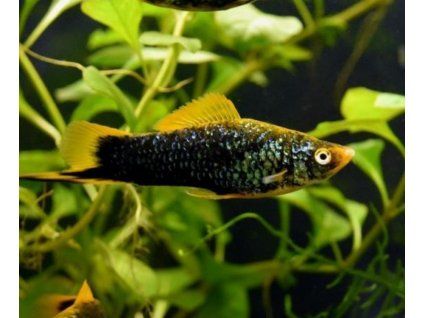 Xiphophorus hellerii black - mečúň mexický var. čierna