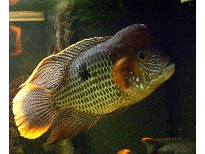 Aequidens rivulatus