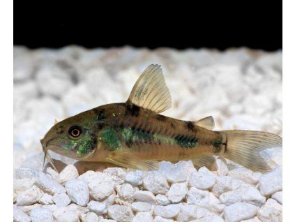 Corydoras paleatus - Pancierníček škrvrnitý