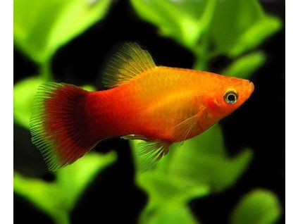 Xiphophorus maculatus - Mary Gold