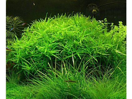 heteranthera zosterifolia
