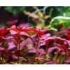 Ludwigia sp. mini super red