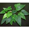 Anubias gigantea XXL