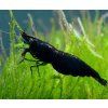 Neocaridina davidi - Black Rose