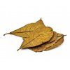 Mandľovník morský - listy 10 ks 20-30cm  (Catappa Indian Almond - leaves)