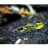 Endler yellow tiger saddle black