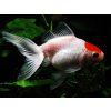 Carassius auratus var. red cap - Zavojnatka čínska (zlatá rybka)