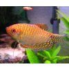 Trichopodus trichopterus sumatranus gold Gurama zlatá