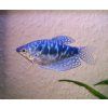 Trichopodus trichopterus sumatranus cosby Gurama modrá var. Cosby