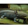 (Mimozenštan v akváriu) axolotl mexický - green (M)
