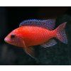 firefish