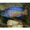 aulonocara stuartgranti