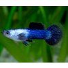 Poecilia reticulata blue panda