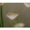 Trichopodus leerii - Gurama perleťová